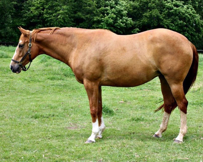AQHA & APHA Chestnut Overo Mare
