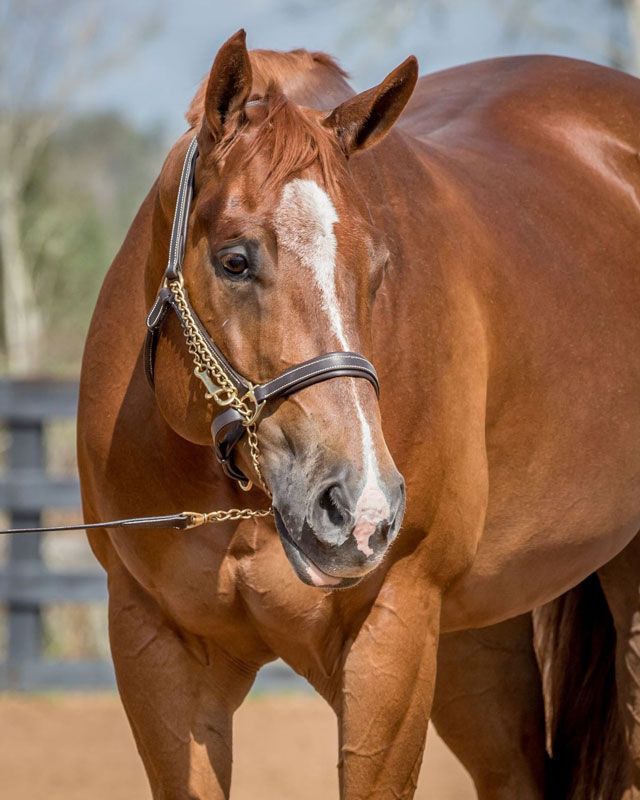 AQHA & APHA(sb) Sorrel Mare