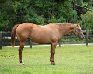 AQHA & APHA Chestnut Mare