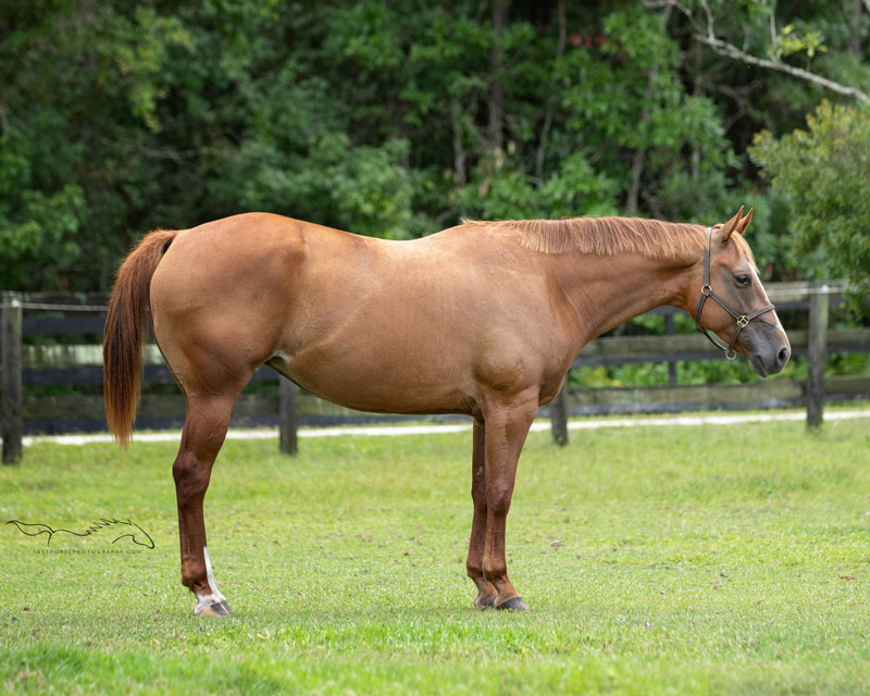 AQHA & APHA Chestnut Mare