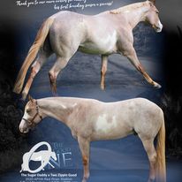 The Good One Stallion